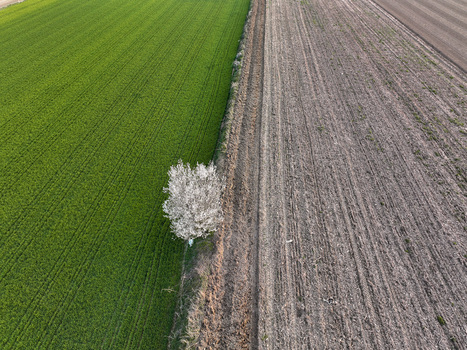 Aerial view of a single white flowering tree standing on the border between a lush green field and a plowed brown field in Borgo d Ale Piedmont Italy.