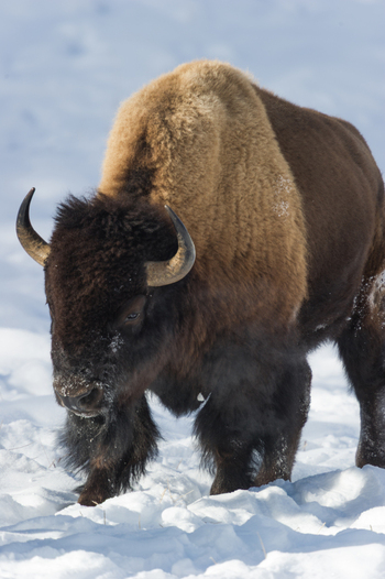 View of a bison walking through deep snow in Yellowstone National Park Wyoming United States. View of a bison walking through deep snow in Yellowstone National Park Wyoming United States.