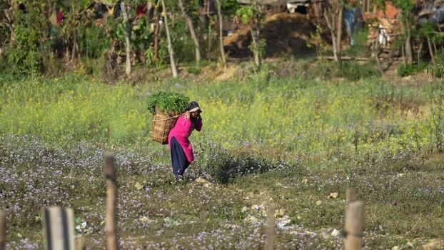 View of a woman carrying crops in a basket in Dhangadhi Nepal. View of a woman carrying crops in a basket in Dhangadhi Nepal.