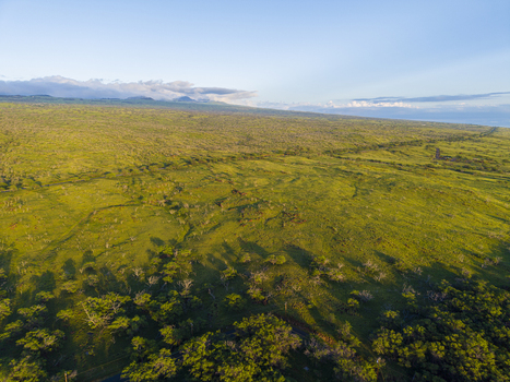 Aerial view of Mahukona Beach Park featuring lush green rolling hills and scattered trees under a clear blue sky during golden hour in Waimea Hawaii United States.