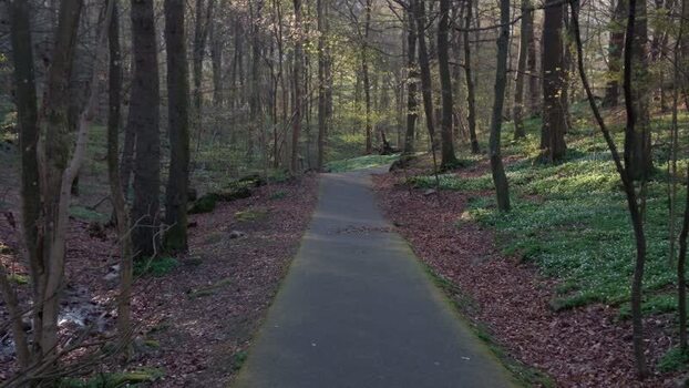 View of a path through the forest of Anggarden Sweden.