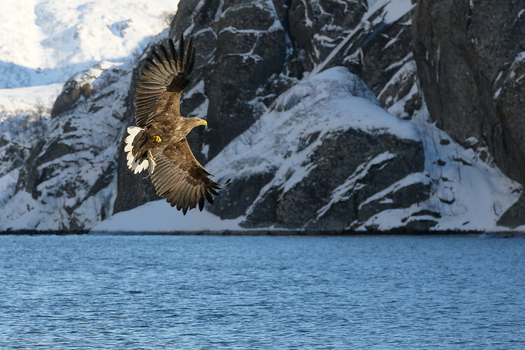 View of a white tailed eagle in flight over the water with snow covered mountains in the background in Leknes Lofoten Norway.