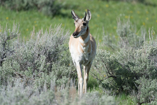 View of a pronghorn antelope standing in sagebrush in Yellowstone National Park United States. View of a pronghorn antelope standing in sagebrush in Yellowstone National Park United States.