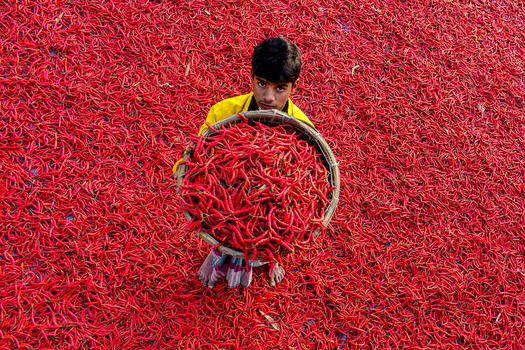 Bogura Bangladesh 05 January 2017 View of a young man holding a basket of red chili peppers while standing amidst a vast field of chilies drying in the sun. Bogura Bangladesh 05 January 2017 View of a young man holding a basket of red chili peppers while standing amidst a vast field of chilies drying in the sun.