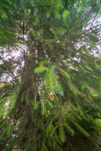 View of pine tree branches with green needles in the woodland of Deer Park Looe Cornwall United Kingdom. View of pine tree branches with green needles in the woodland of Deer Park Looe Cornwall United Kingdom.