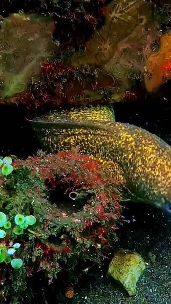 View of a spotted moray eel in a coral reef in Indonesia. View of a spotted moray eel in a coral reef in Indonesia.
