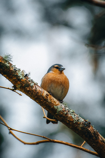 View of a vibrant orange breasted chaffinch perched on a lichen covered branch against a soft blurred backdrop of the Azores misty atmosphere Azores Portugal. View of a vibrant orange breasted chaffinch perched on a lichen covered branch against a soft blurred backdrop of the Azores misty atmosphere Azores Portugal.