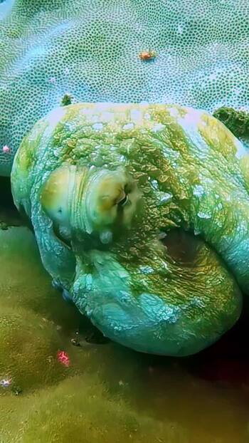 View of an octopus on a coral reef Indonesia. View of an octopus on a coral reef Indonesia.