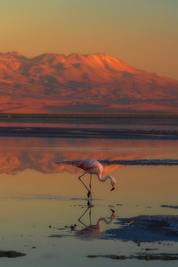 View of a pink flamingo standing in the shallow waters of Laguna Chaxa with glowing mountains reflecting at sunset San Pedro de Atacama Antofagasta Chile. View of a pink flamingo standing in the shallow waters of Laguna Chaxa with glowing mountains reflecting at sunset San Pedro de Atacama Antofagasta Chile.