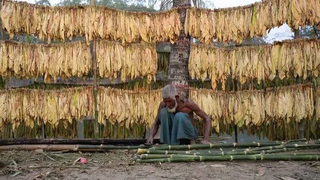 View of a man working with bamboo near drying tobacco leaves Bangladesh.