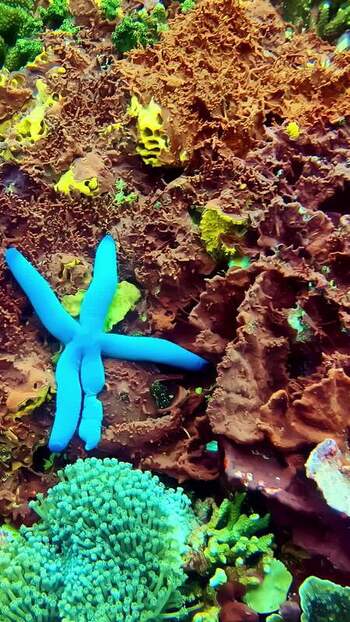 View of a blue starfish on a coral reef in Bali Indonesia. View of a blue starfish on a coral reef in Bali Indonesia.