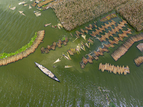Natore Rajshahi Division Bangladesh 25 July 2026 Aerial view of workers processing jute fibers in the water with bundles of jute arranged in rows and a small boat.