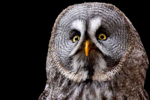 View of a Great Grey Owl with intense yellow eyes and detailed grey plumage against a black background in Selestat Grand Est France.