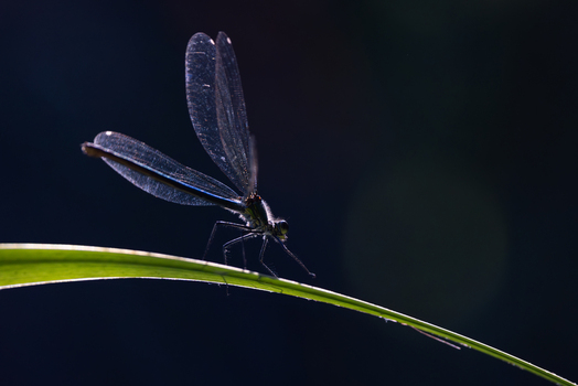 View of a damselfly with translucent wings perched on a green leaf against a dark background in Wittenheim Grand Est France. View of a damselfly with translucent wings perched on a green leaf against a dark background in Wittenheim Grand Est France.