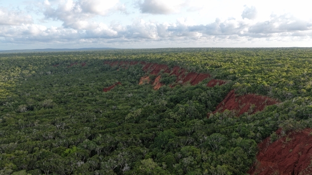 Aerial view of Arabuko Sokoke Forest showcasing dense green canopy and dramatic red earth cliffs under a cloudy sky in Gede Kilifi County Kenya. Aerial view of Arabuko Sokoke Forest showcasing dense green canopy and dramatic red earth cliffs under a cloudy sky in Gede Kilifi County Kenya.