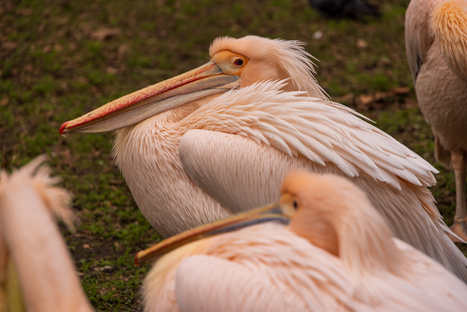 View of great white pelicans resting on the grass with their long beaks tucked into their feathers under soft natural light London England United Kingdom. View of great white pelicans resting on the grass with their long beaks tucked into their feathers under soft natural light London England United Kingdom.