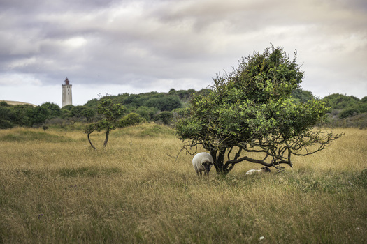 View of Rubjerg Knude lighthouse in the distance with sheep resting under a tree in a grassy field in Lokken Denmark. View of Rubjerg Knude lighthouse in the distance with sheep resting under a tree in a grassy field in Lokken Denmark.
