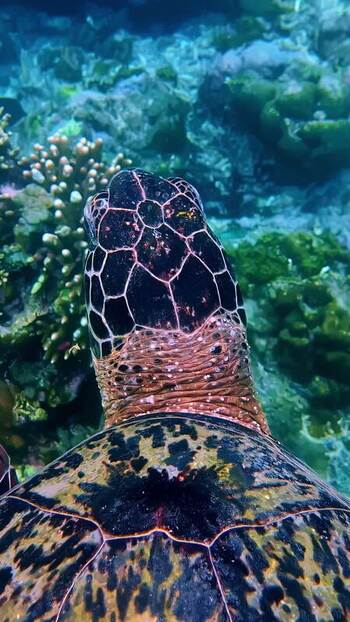 View of a sea turtle swimming near a coral reef in Bali Indonesia. View of a sea turtle swimming near a coral reef in Bali Indonesia.