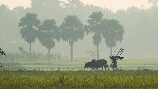 View of a farmer with oxen in a misty field in Bogura Bangladesh.