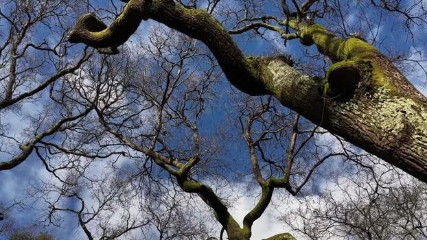 Aerial view of bare trees against cloudy sky Portugal.