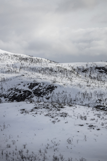 View of snow covered hills with sparse leafless trees under an overcast winter sky in Ersfjord Troms Norway. View of snow covered hills with sparse leafless trees under an overcast winter sky in Ersfjord Troms Norway.