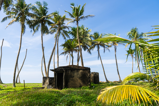 View of an abandoned stone building surrounded by tall palm trees and lush green grass under a clear blue sky Galle Southern Province Sri Lanka.