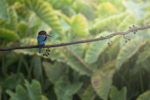 View of a white throated kingfisher perched on a branch with berries against a backdrop of lush green tropical leaves Dehong Dai and Jingpo Autonomous Prefecture Yunnan China. View of a white throated kingfisher perched on a branch with berries against a backdrop of lush green tropical leaves Dehong Dai and Jingpo Autonomous Prefecture Yunnan China.