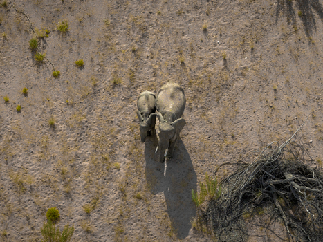 Aerial view of elephants casting long shadows on the arid landscape amidst dry vegetation Uis Erongo Region Namibia.