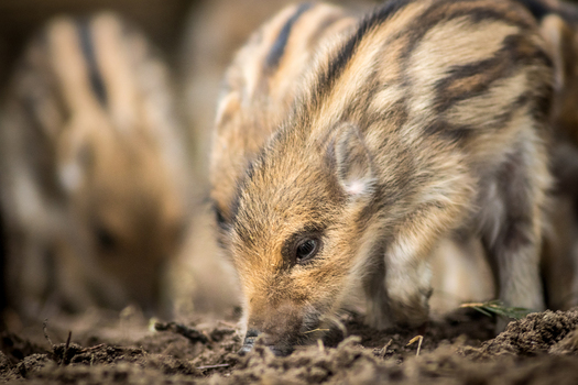 View of wild boar piglets with striped fur foraging in the soil in Debrzno Pomeranian Voivodeship Poland. View of wild boar piglets with striped fur foraging in the soil in Debrzno Pomeranian Voivodeship Poland.