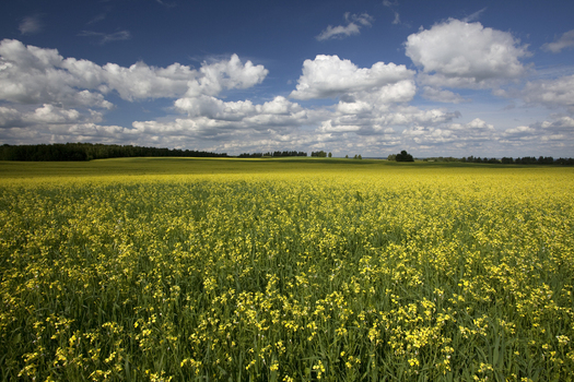 View of a vast field of blooming yellow flowers under a blue sky with fluffy white clouds and distant trees in Minsk Minsk Region Belarus. View of a vast field of blooming yellow flowers under a blue sky with fluffy white clouds and distant trees in Minsk Minsk Region Belarus.