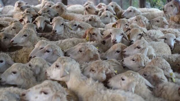 View of a large flock of sheep crowded in an enclosure Nepal.