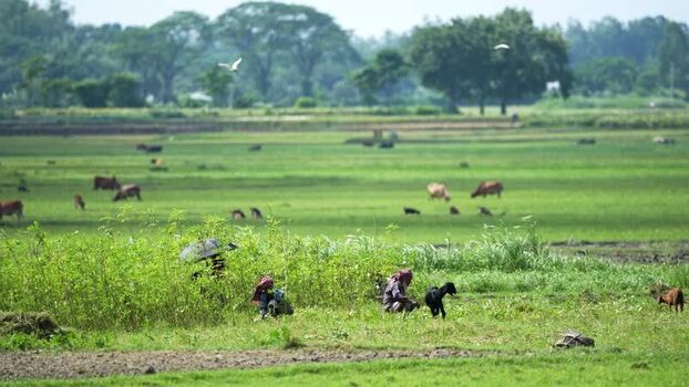 View of farmers and cattle in the green fields of Bogura Bangladesh. View of farmers and cattle in the green fields of Bogura Bangladesh.