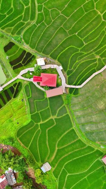 Aerial view of Kho Ku So Bamboo Bridge and rice terraces Thailand.