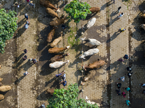 Aerial view of cattle tied to rails with people walking between rows at the Animal Market Prambanan in Kecamatan Prambanan Jawa Tengah Indonesia. Aerial view of cattle tied to rails with people walking between rows at the Animal Market Prambanan in Kecamatan Prambanan Jawa Tengah Indonesia.
