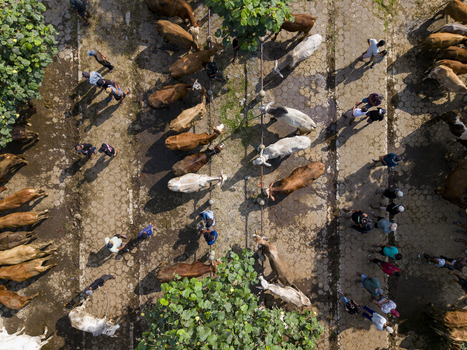 Aerial view of Animal Market Prambanan with rows of cattle and people walking between them on paved ground under the shade of trees in Kecamatan Prambanan Jawa Tengah Indonesia. Aerial view of Animal Market Prambanan with rows of cattle and people walking between them on paved ground under the shade of trees in Kecamatan Prambanan Jawa Tengah Indonesia.