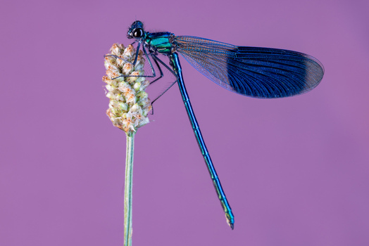 View of a metallic blue damselfly perched on a dry plant head against a purple background in Wittenheim Grand Est France.