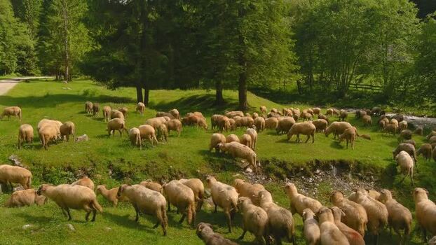 Aerial view of sheep grazing in a green meadow Romania. Aerial view of sheep grazing in a green meadow Romania.