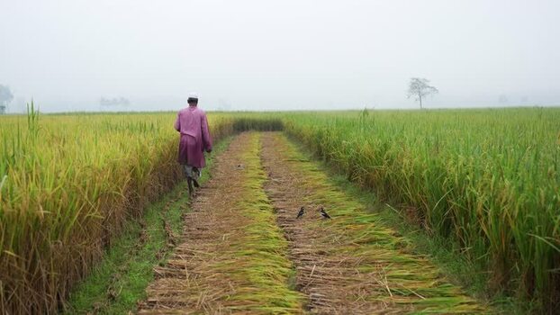 View of a man walking through a rice field in Bogura Bangladesh. View of a man walking through a rice field in Bogura Bangladesh.