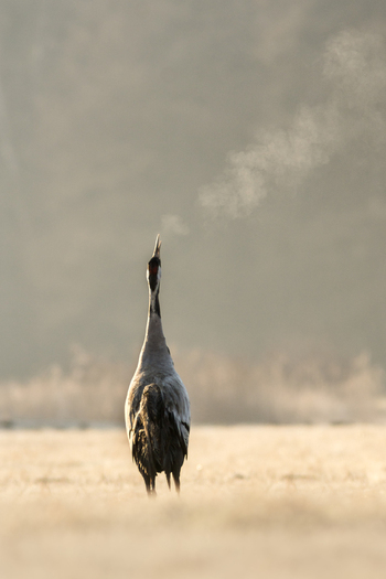 View of a common crane calling out in a field with visible breath vapor in the cold morning air Debrzno Pomeranian Voivodeship Poland. View of a common crane calling out in a field with visible breath vapor in the cold morning air Debrzno Pomeranian Voivodeship Poland.