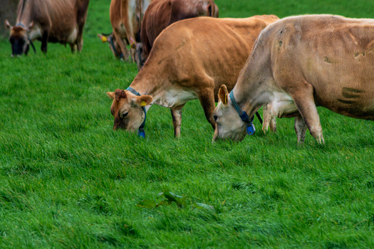 View of cows grazing in a lush green pasture on a bright day in Looe Cornwall United Kingdom. View of cows grazing in a lush green pasture on a bright day in Looe Cornwall United Kingdom.