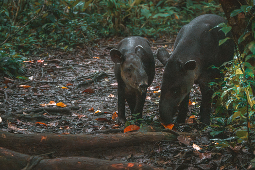 View of a mother tapir and her calf foraging on the muddy forest floor surrounded by lush tropical vegetation in Costa Rica.