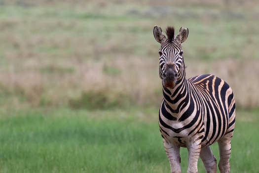 View of a striking zebra with bold black and white stripes standing alert amidst the soft green expanse of an open field Kruger Park South Africa. View of a striking zebra with bold black and white stripes standing alert amidst the soft green expanse of an open field Kruger Park South Africa.