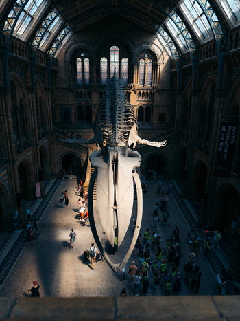 London United Kingdom 19 June 2025 View of the Natural History Museum s Hintze Hall where a whale skeleton hangs suspended bathed in light from the arched glass ceiling. London United Kingdom 19 June 2025 View of the Natural History Museum s Hintze Hall where a whale skeleton hangs suspended bathed in light from the arched glass ceiling.