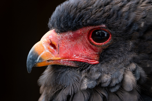 View of a Bateleur eagle showing its distinctive red facial skin and orange beak in profile against a dark background Selestat Grand Est France.