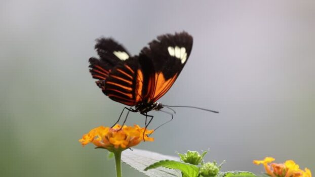 View of a butterfly resting on a flower in France.