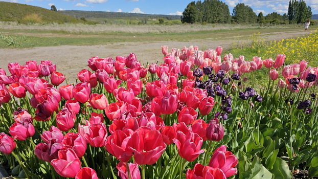 View of Campo de Tulipanes with vibrant pink and purple tulips in full bloom under a clear blue sky in Trevelin Chubut Province Argentina.