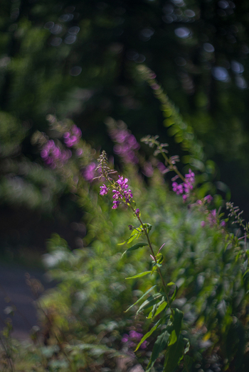 View of purple wildflowers blooming in the lush woodland of Deer Park in Looe Cornwall United Kingdom. View of purple wildflowers blooming in the lush woodland of Deer Park in Looe Cornwall United Kingdom.