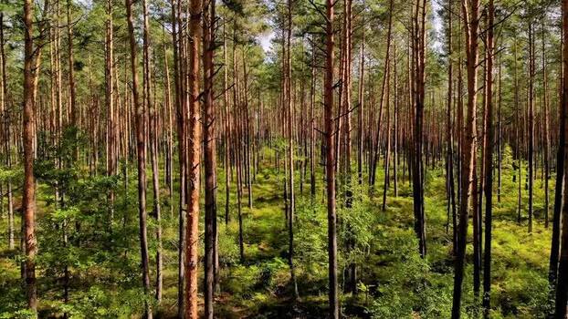Aerial view of the forest trees Poland.