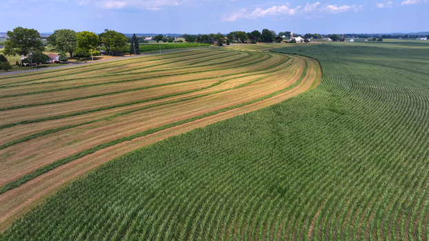Aerial view of Salunga farmland featuring lush green corn crops and harvested hay fields under a clear blue sky in Salunga Pennsylvania United States.