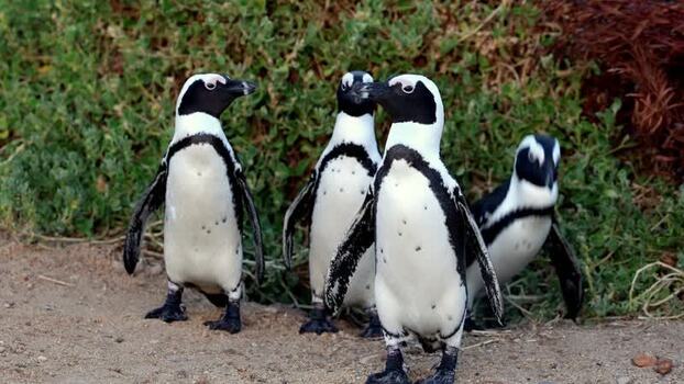 View of African penguins at Stoney Point Penguin Colony South Africa. View of African penguins at Stoney Point Penguin Colony South Africa.